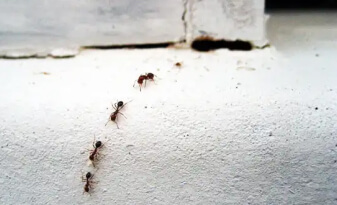 Как узнать, что завелись муравьи