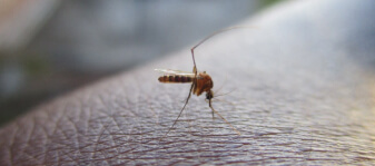 Как узнать, что завелись комары